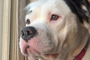 Breeder dog gets her first taste of outdoors
