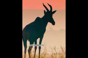 Buffalo Attack on Lions  Brutal Wild Animal Battle Caught on Camera