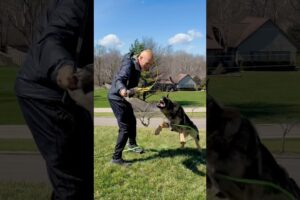 Building Play German Shepherd Female #germanshepherd #dogs #pets #animals #cute  #dogtraining #puppy