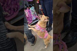 🐕 CAFECITA va de COMPRAS en PETCO 😍 #cafecita #perritos #mascotas #cute #animales #viral #short