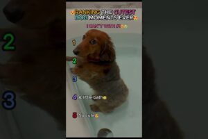 CUTEST Dogs Ever 🐶❤️ (WAIT FOR #1)