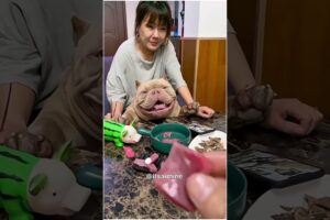 CUTEST PUPPIES! 🥰