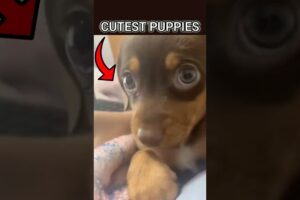 CUTEST Puppies EVER!