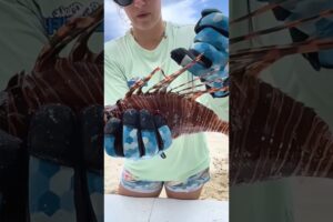 CY The Lionfish That Even Sharks Dare Not Mess With! 🦁#animals #funny #shortfeed #science #lionfish