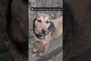 Can You Be Lily’s Forever? 🐶 Sweet Rescue Dog for Adoption