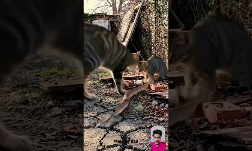 Cat Family Fight Against The Rattlesnake | Wild Animals Fight | Nature in Wild. 🐈🐍 #animals #shorts