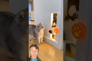 Cat Vs Dog Fight #sandmentcrushing #birthdaycake #cuteanimal #crushingtime #birthdaycelebration