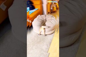 Cat playing funny Games 🙀 #shorts #shortsfeed   #cat