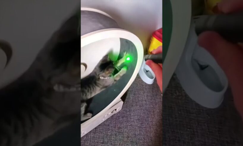Cats play with lasers #cats #cat #funny #pets #animals #funnycats #shorts
