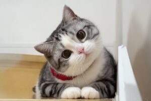 Cats use 100  cuteness 😹 Funny Cats Videos