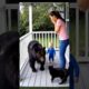 Caught on Camera: Hero Cat Chases Away Bear to Protect Baby #ai #cat #rescue #usa #usashorts