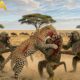 Clashes & Conflicts: Baboons, Leopard, & More | Animal Fight Night