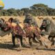 Clashes & Conflicts: Baboons, Wild Dogs & More | Animal Fight Night