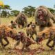 Clashes & Conflicts: Hyenas, Baboons & More | Animal Fight Night