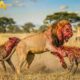 Clashes & Conflicts: Lions, Hyenas, & More | Animal Fight Night