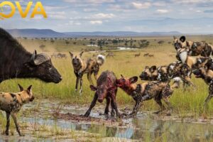 Clashes & Conflicts: Wild Dogs, Buffalos & More | Animal Fight Night