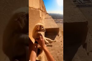 Climbed the Pyramids to Save a Puppy! 😱🐕 #emotional #animalrescue #animals