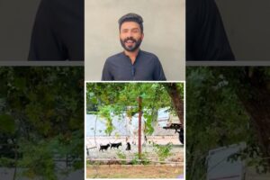 Cow Love With Cute Puppies 🐶 🐄