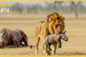 Craziest Lion Attacks Ever Caught On Camera | Animal Fights #153