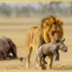 Craziest Lion Attacks Ever Caught On Camera | Animal Fights #153