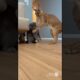 Crazy Animal Fights Caught on Camera!#youtubeshorts #funny #cat #cute #animals