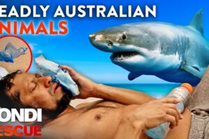 Crikey! Top 9 Deadly Australian Animal Encounters