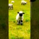 Cute Baby Animals Playing in Grass 🐑🐐🫏 | Happy Little Farm Friends #cute #goviral #grow