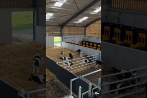 Cute Baby cow 🐮 Playing Jumping and running #animals #cow #animalshorts #animalslove #shorts