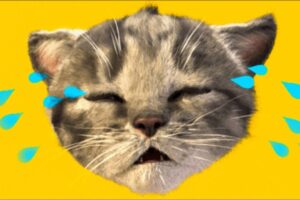 Cute Cat - Little Kitten Adventure  🫶😺Play Fun Cute Kitten Pet Care Learning stories for kids