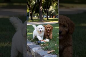 Cute Fluffy Puppies Are Playing With Toy #puppy #cute #dog #funny #viral #shorts