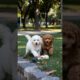 Cute Fluffy Puppies Are Playing With Toy #puppy #cute #dog #funny #viral #shorts