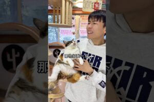 Cute Kitten's Mini Paws, Massive Strength