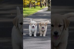 Cute Puppies Adorable Video #puppy #cute #pets #funny #dog #viral #shorts