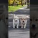 Cute Puppies Adorable Video #puppy #cute #pets #funny #dog #viral #shorts
