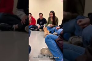 Cute Puppies Choosing Their Forever Humans 🐾💛#CutePuppies#RescueDogs#AdoptDontShop#FYP