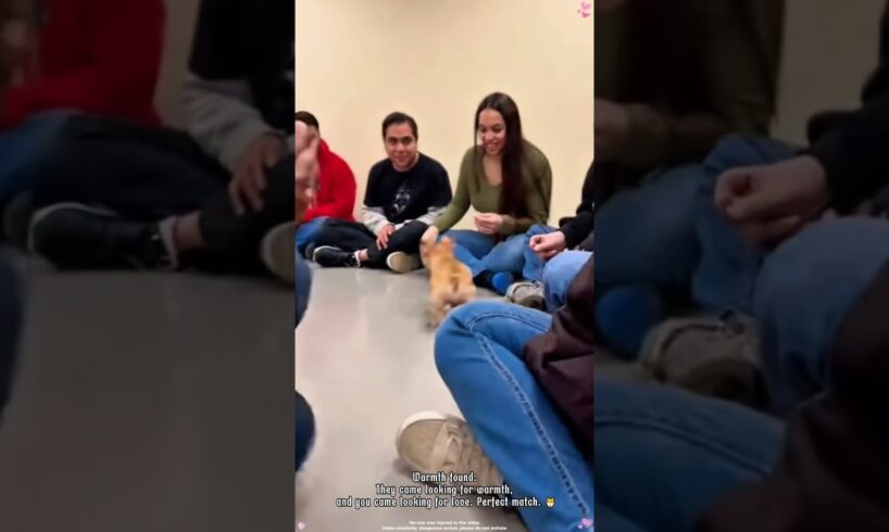 Cute Puppies Choosing Their Forever Humans 🐾💛#CutePuppies#RescueDogs#AdoptDontShop#FYP