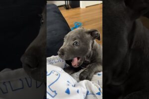 Cute Puppies Compilation 🐶