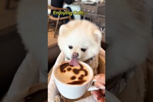 Cute Puppies Doing Funny Things #puppy  #cutedog #cutepuppy #funny #funnypuppy #shorts #viral