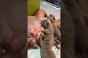 Cute Puppies Drinking Milk from Mom 🐕🥛#animals #cutebaby #amzing #shorts