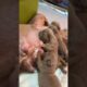 Cute Puppies Drinking Milk from Mom 🐕🥛#animals #cutebaby #amzing #shorts