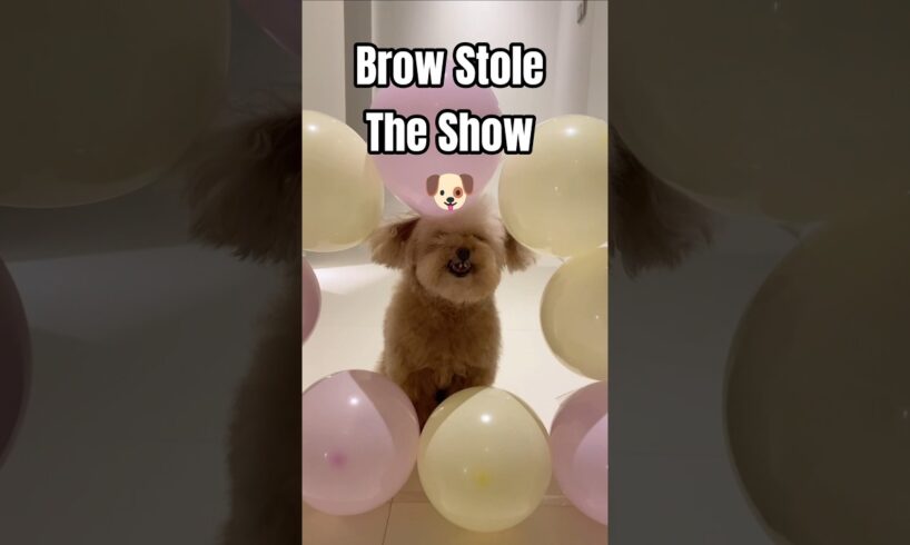 Cute Puppies Take the Balloon Obstacle Challenge — Unexpected Winner! #puppies #balloons