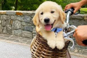 Cute Puppies and Dogs Being Dramatic Again! 🐶 Funny Animals Compilation