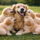 🐶🌿 Cute Puppies and Mother Dog Playing on the Grass | Happy Dog Moments