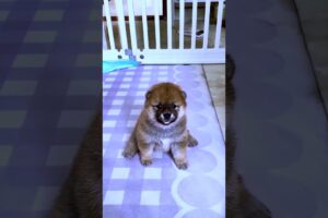 Cute Puppies #viral #shorts 🐶