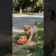 Cute Puppy Playing Video #puppy #cute #pets #funny #dog #animals #viral #shorts