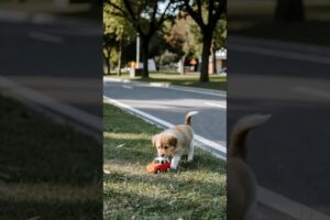 Cute Puppy Playing With Toy #puppy #cute #dog #funny #viral #animals #shorts