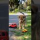 Cute Puppy Playing With Toy #puppy #cute #pets #funny #dog #animals #viral #shorts
