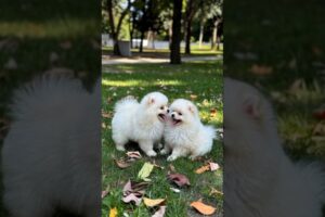 Cute Small Puppies Funny Video #cute #dog #funny #viral #shorts