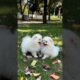 Cute Small Puppies Funny Video #cute #dog #funny #viral #shorts
