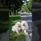 Cute Small Puppies Playing Video #cute #dog #puppy #funny #viral #shorts